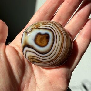 Beautiful Agate palm
